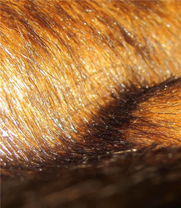 Luxury steel brown mink faux fur fabric